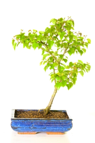 FREE delivery of this silver birch bonsai to most of the UK inc. London, Edinburgh, Glasgow and Portsmouth