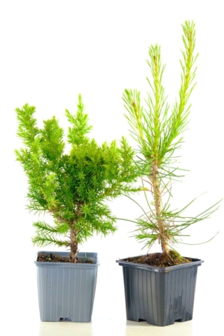Twin evergreen hardy bonsai seedling duo