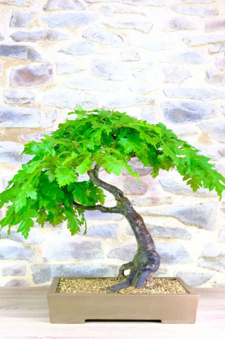 Phenomenal specimen Turkey Oak bonsai tree for sale UK
