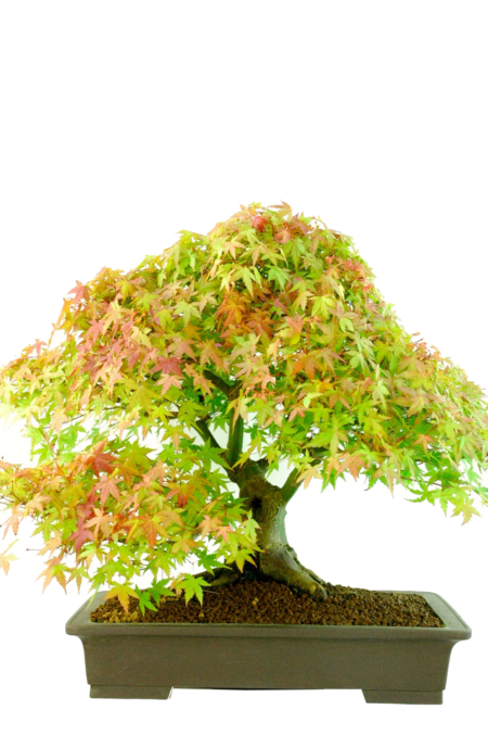 Outstanding Specimen Japanese Maple Bonsai (Acer palmatum Kashima)