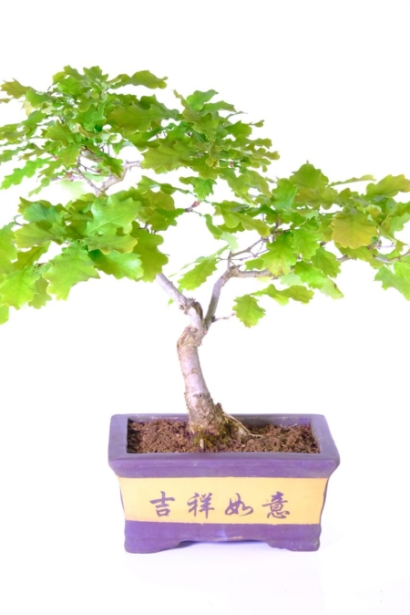 Enchanting English Oak bonsai tree for sale
