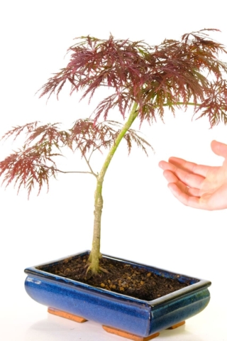 Elegant trunk flow on this lace-leaved maple bonsai tree