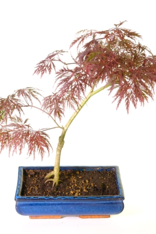 Acer dissectum sample bonsai | Purple leaved bonsai for sale