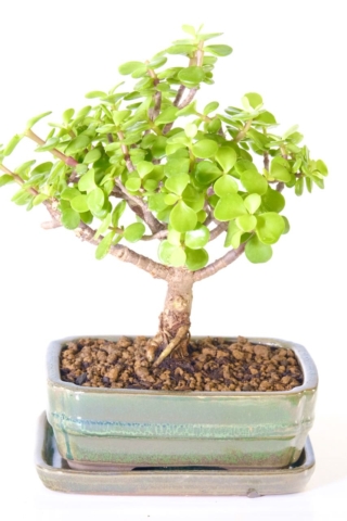 Adorable money tree bonsai | jade bonsai tree