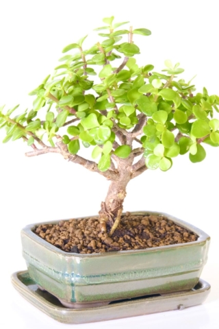 Portuclacaria afra premium range indoor bonsai tree for sale