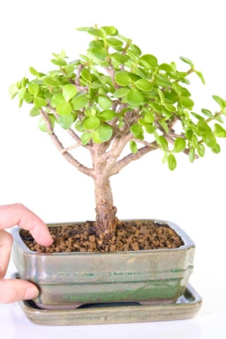 The bonsai for indoor gardening which symbolises good luck and prosperity