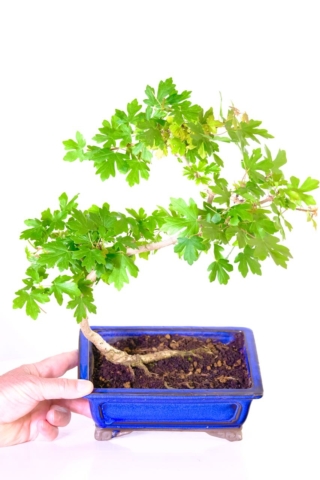 Young field maple /acer campestre starter bonsai for sale