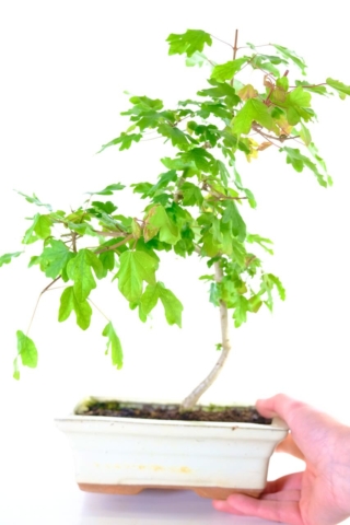 Field maple sapling bonsai in cream pot for sale | Fun to grow on