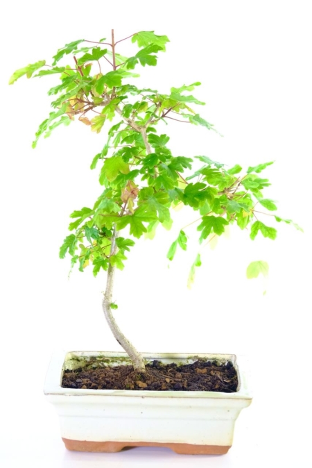 Delightful starter Maple bonsai/ acer bonsai tree for sale