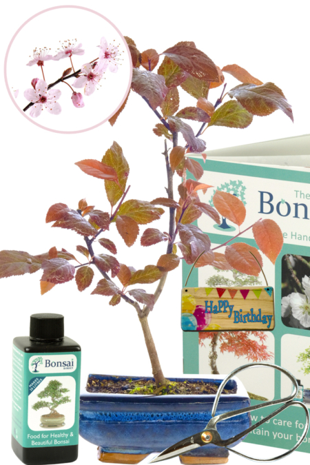 Birthday bonsai tree gift | Purple leaved cherry blossom starter kit
