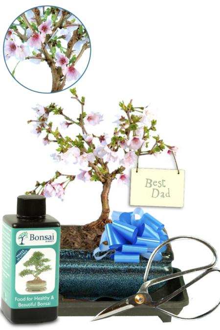 Mini cherry blossom bonsai tree gift for Dad with Best dad tag