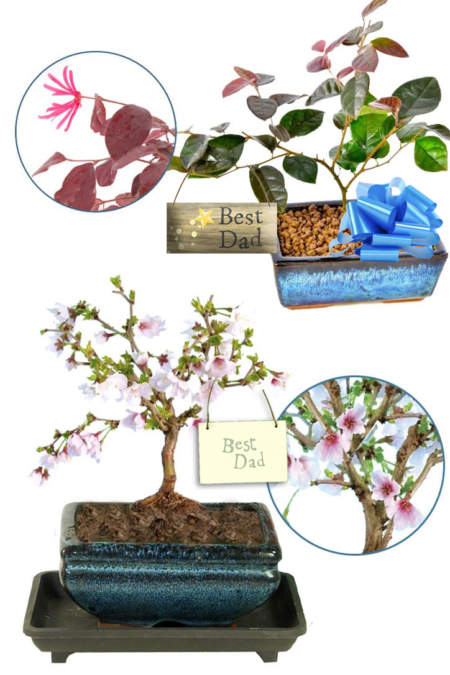 Twin flowering bonsai kit for Fathers Day