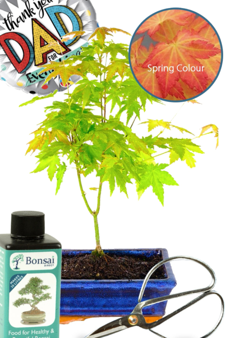 Maple bonsai starter kit - for Father's Day