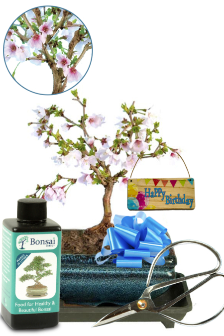 Happy Birthday Cherry Blossom Bonsai Tree Starter Kit for sale