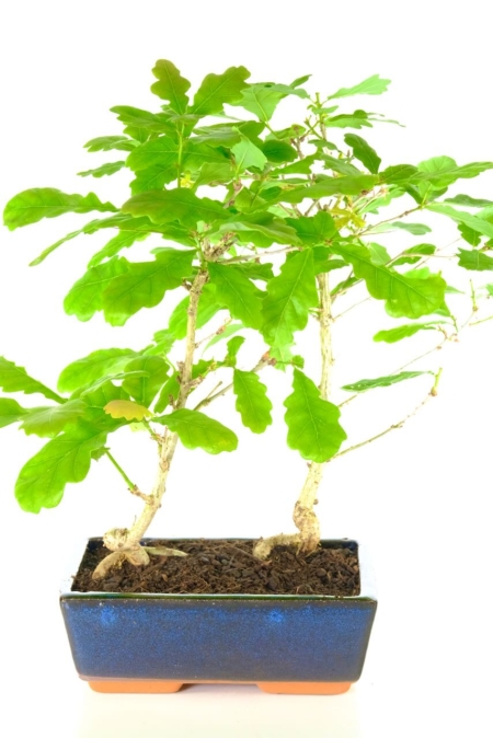 Lovely twin Oak bonsai | A lovely composition with pretty lobed leaves