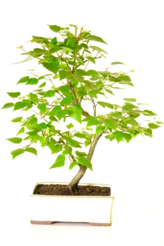 Full beautifully designed Silver Birch (Betula pendula) bonsai for sale in cream ceramic pot