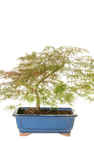 Stunning elegant weeping Japanese Acer bonsai tree for sale in blue pot