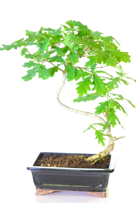Captivating outdoor Oak bonsai tree for sale UK