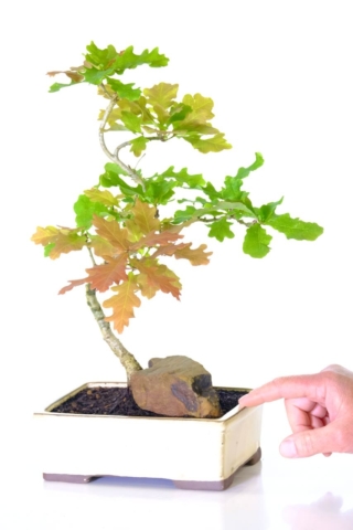 FREE fast delivery of Oak bonsai tree available