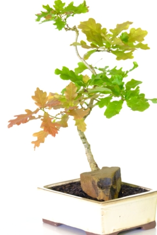 Hardy English Oak bonsai tree for sale with beautiful leaves