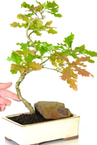 Sweeping trunk design on this Oak bonsai