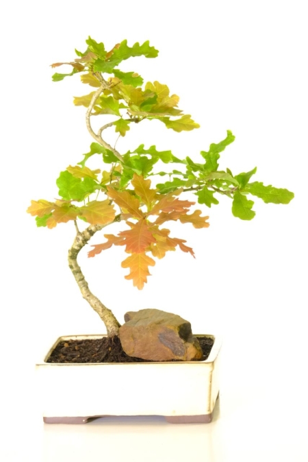 Oak bonsai tree for sale in pretty cream pot to highlight the glorious colours