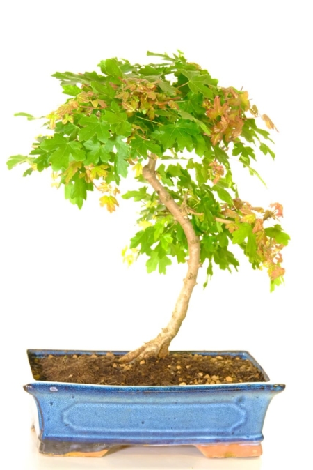 Mature Acer bonsai tree for sale with lovely colours & leaf shape