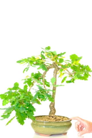 Beaurtuydl semi cascade English Oak bonsai tree for sale in olive green glazed pot