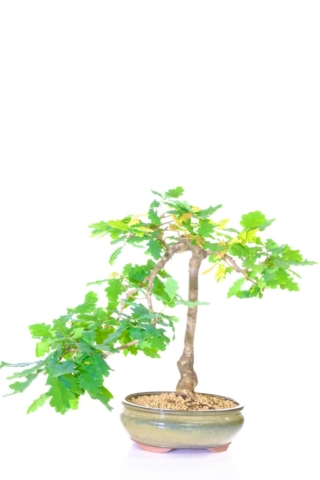 Quercus robur semi cascading bonsai tree for sale