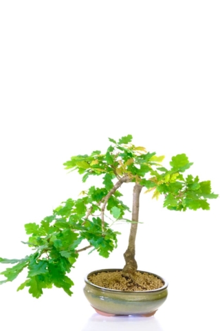 Dramatic designed Oak bonsai tree - Hardy and wonderful