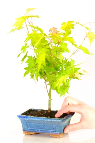 Amazing coloured leaves of this maple bonsai tree