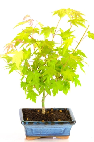 Acer pomatum orange leaved bonsai tree for sale