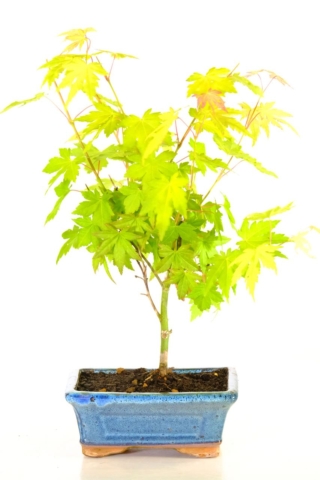 Orange dream maple bonsai tree for sale with wondrous seasonal colours