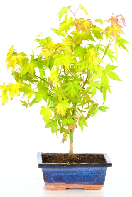 Japanese Maple bonsai tree - Acer palmatum orange dream in blue pot