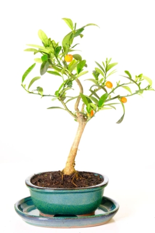 Citrus bonsai tree for sale in green oval pot