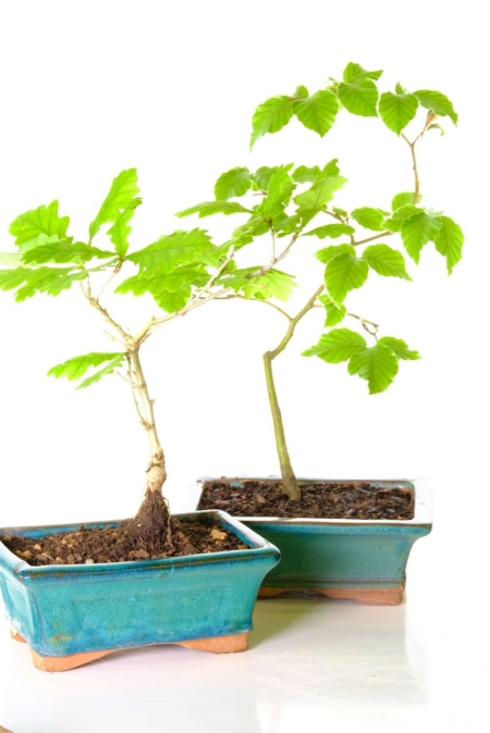 Twin Beech and Oak bonsai seedlings for sale