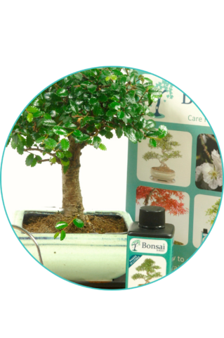 Great value bonsai trees for sale