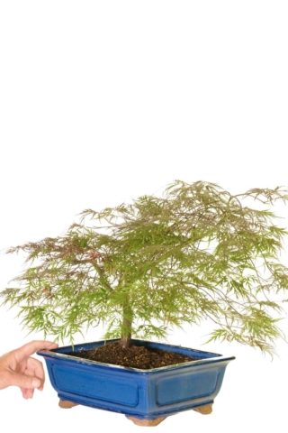 A large maple bonsai in a large ceramic pot to tow on & develop