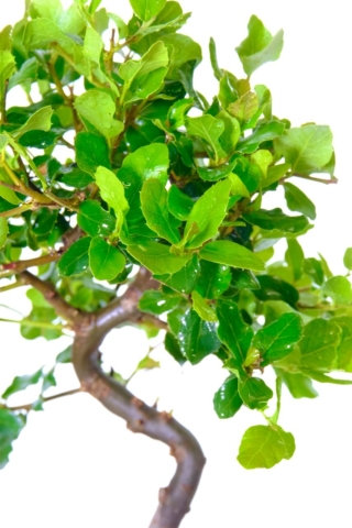 Close up of the elegant trunk and evergreen leaves of this bonsai