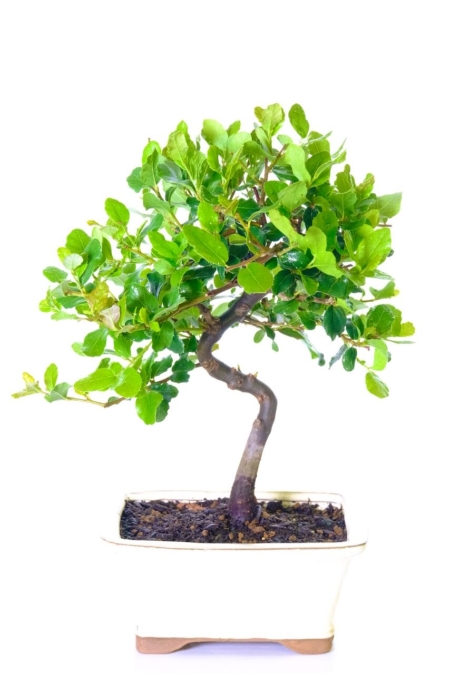 Cork bark Oak evergreen hardy bonsai tree for sale