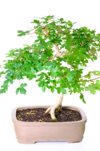 The design of this bonsai acer is truly spectacular