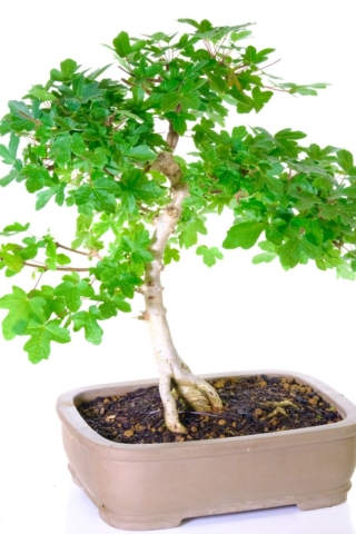 The hardest of the maple family of bonsai trees