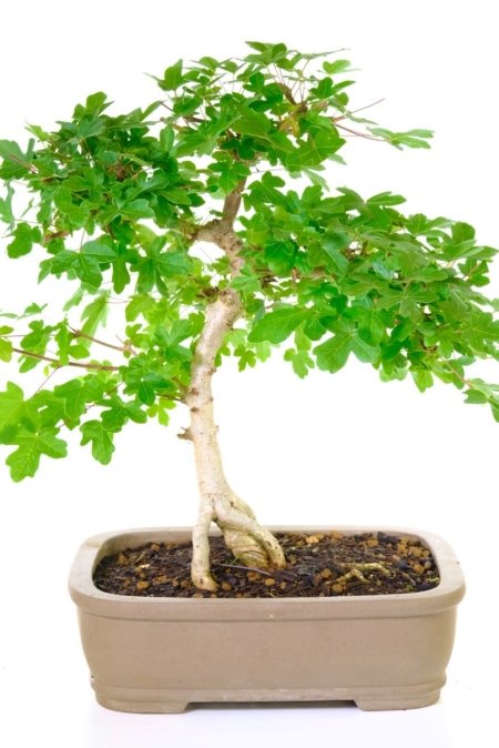 Acer campestre bonsai rete for sale - amazing styling