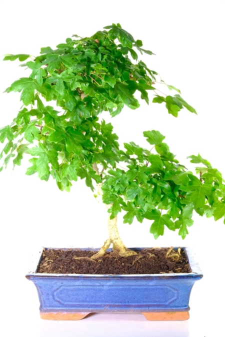 Sensational large hardy maple bonsai tree for sale