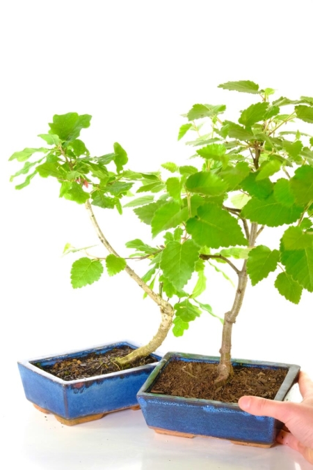 Oak and silver birch starter bonsai tres for sale in blue pots