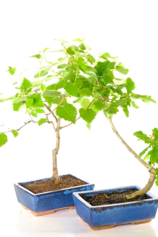 Starter bonsai trees for sale in midnight blue pots