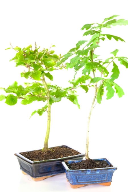 Twin bonsai saplings to grow on - hardy Oak & Beech trees