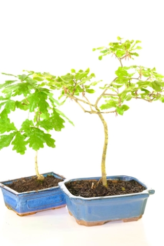 Bargain starter bonsai trees for sale with FREE delivery available