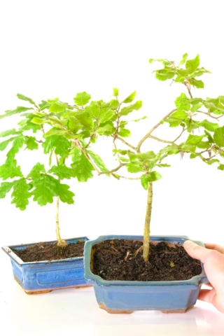 Twin Oak & beech bonsai tree pack for sale - Bargain