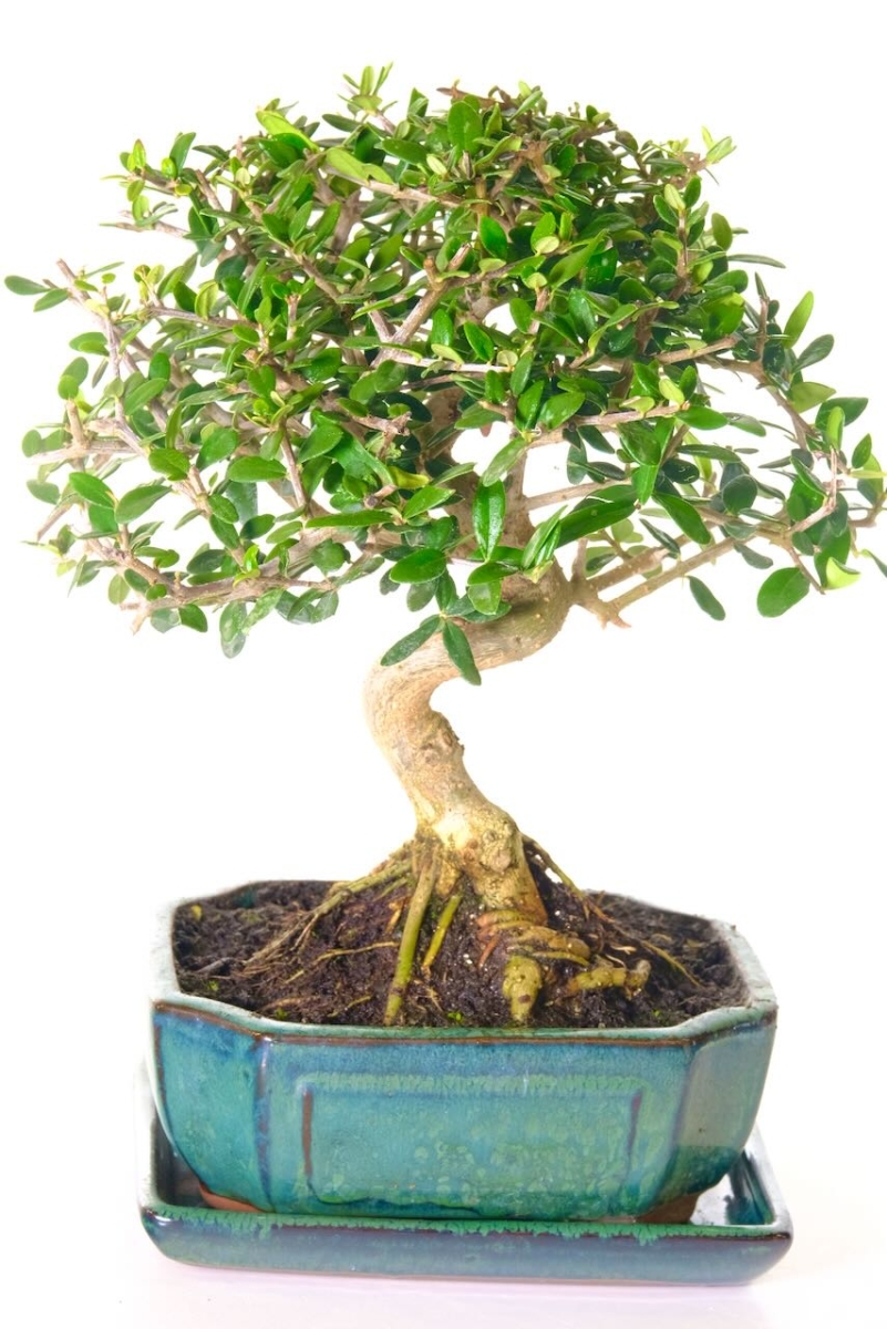 Beautifully Designed Olive (Olea Europaea) Bonsai with Vibrant Green Foliage